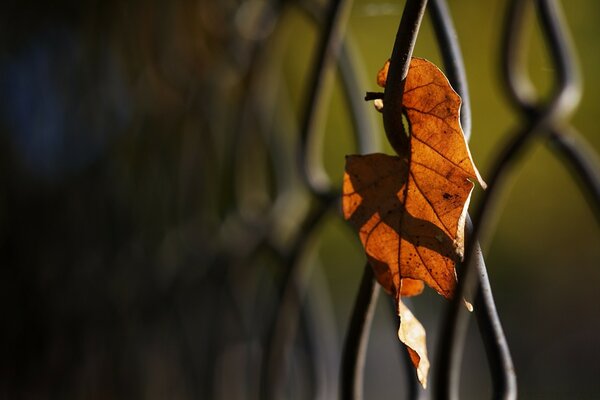 Hoja de otoño en los rayos del sol