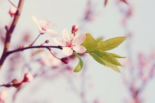 Macro photography cherry blossom branches in spring