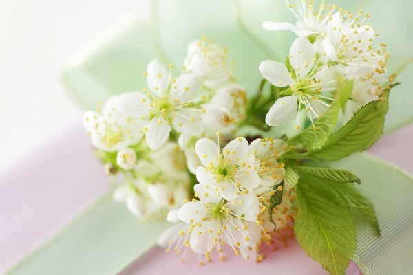 A sprig of cherry blossoms