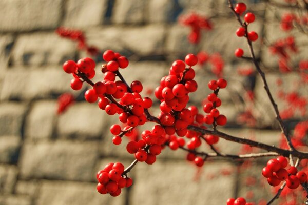 Sur les branches de sorbier, des grappes de baies