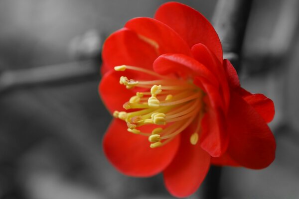 Macro de fleur avec effet de flou