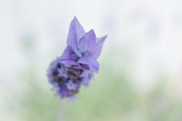 Belle fleur planant dans l air