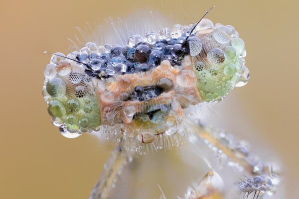 Insecte gros plan