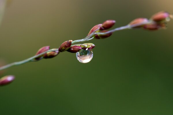 Buds on a branch with a drop of dew