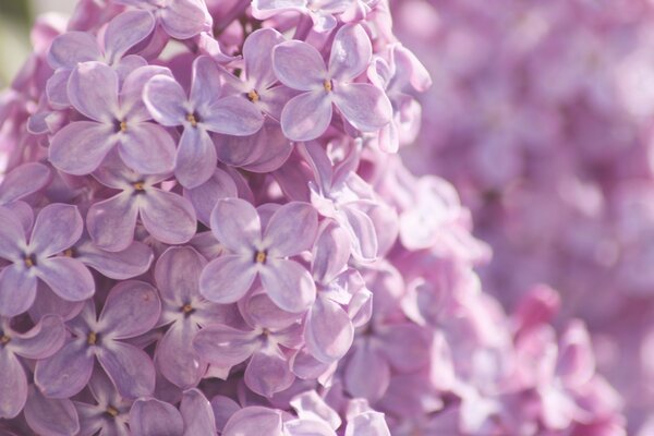 Fotografia macro di fiori di lillà in fiore