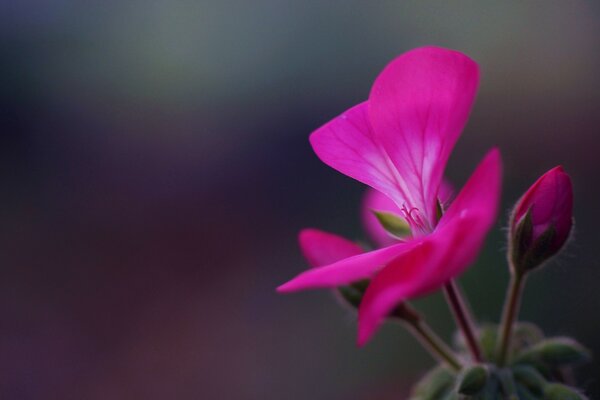 Hermosas flores sobre un fondo borroso