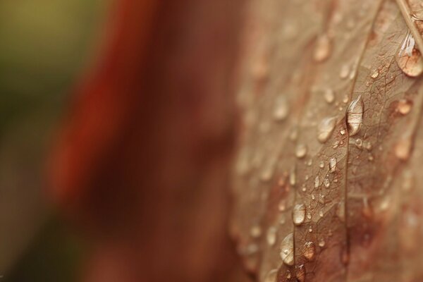 Autumn leaf after rain