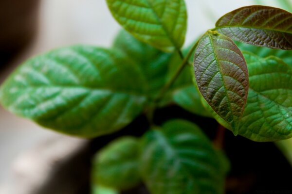 Photos of chalked plant leaves