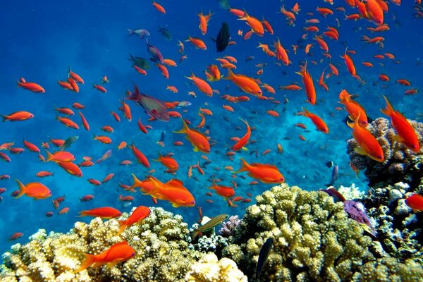 Underwater photography of coral fish. Reef