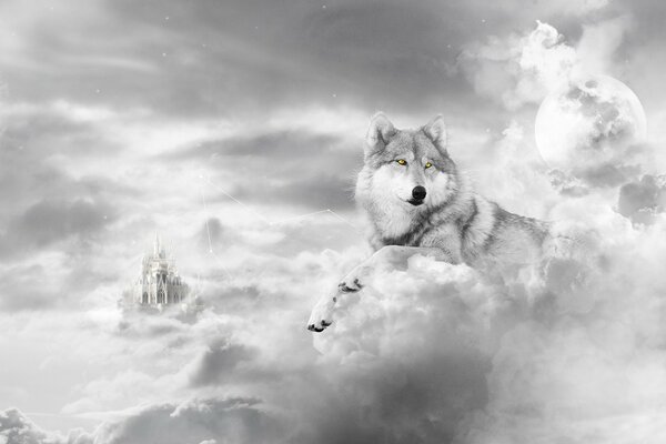 Loup sur fond d hiver blanc