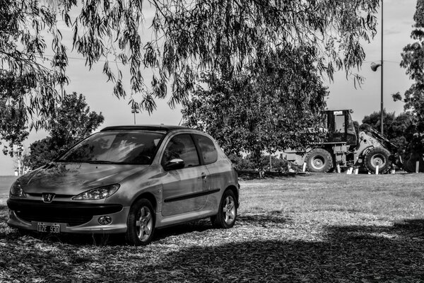 Photo en noir et blanc d une voiture sous l ombre d un énorme arbre