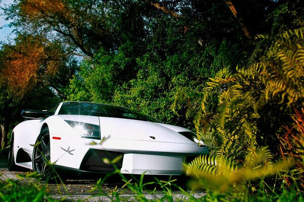 Voiture blanche élégante au milieu de la nature