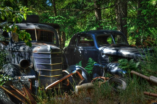 Abandoned retro cars in the woods