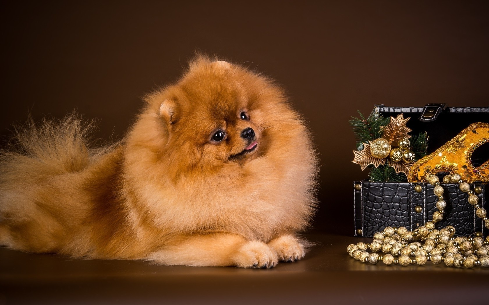 dogs dog mammal canine pet one cute portrait little puppy miniature animal studio spitz