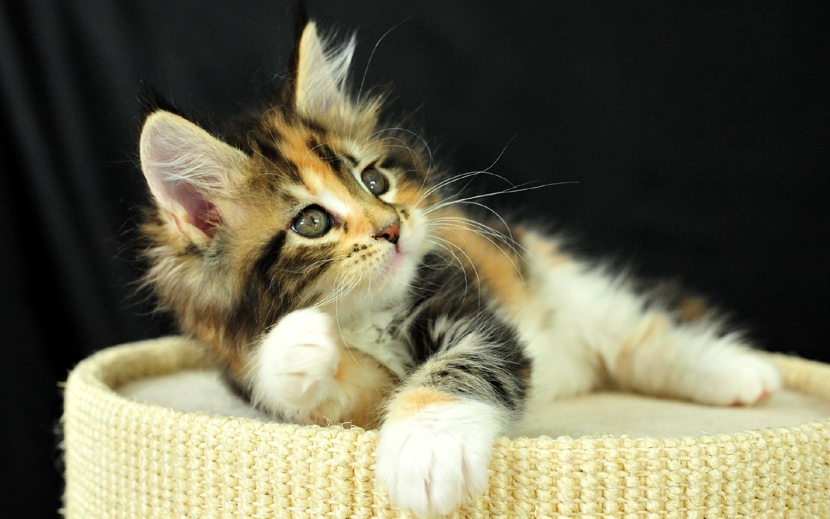 gatos gato gatinho animal de estimação fofa pele mamífero para baixo animal doméstico pequeno criança jovem retrato olho