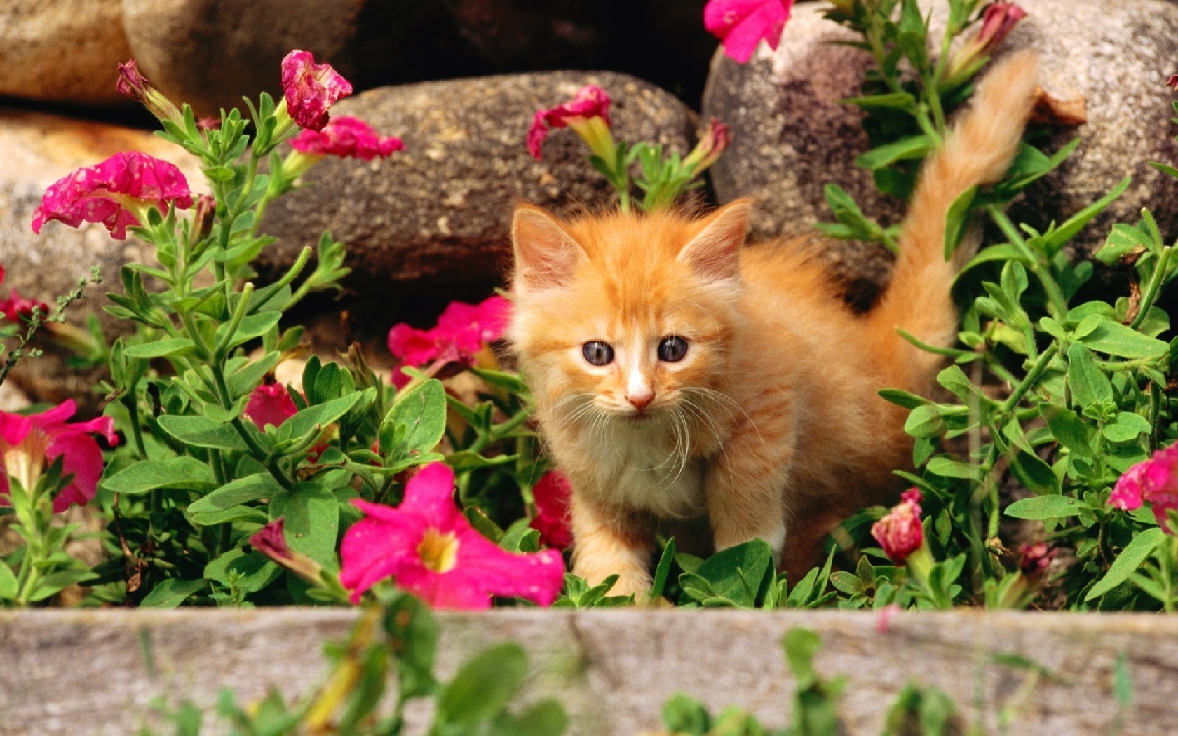 katzen natur blume garten flora sommer wenig niedlich im freien blatt