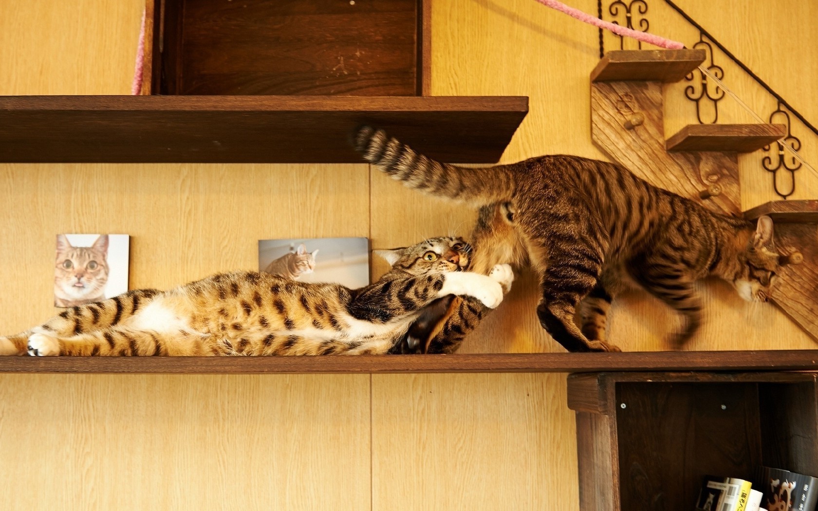 katze katze säugetier ein kätzchen möbel porträt haustier drinnen tier zimmer niedlich