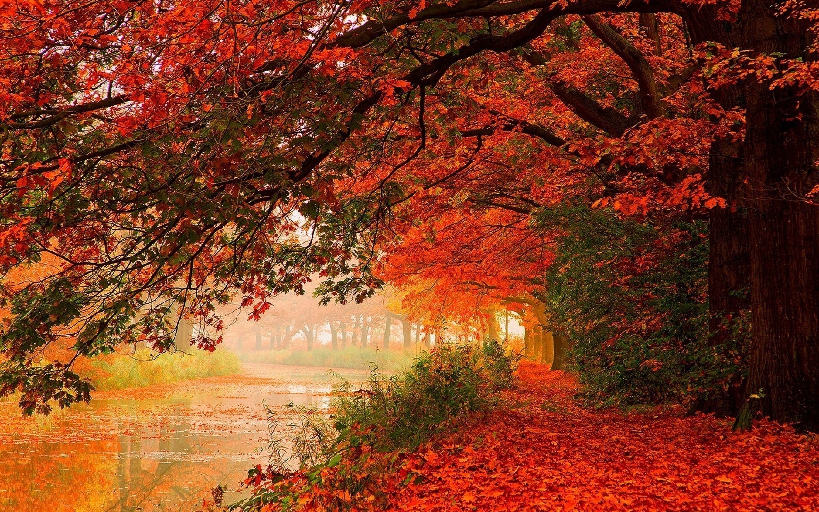 flüsse teiche und bäche teiche und bäche herbst blatt ahorn holz landschaft natur park holz im freien landschaftlich üppig dämmerung jahreszeit hell