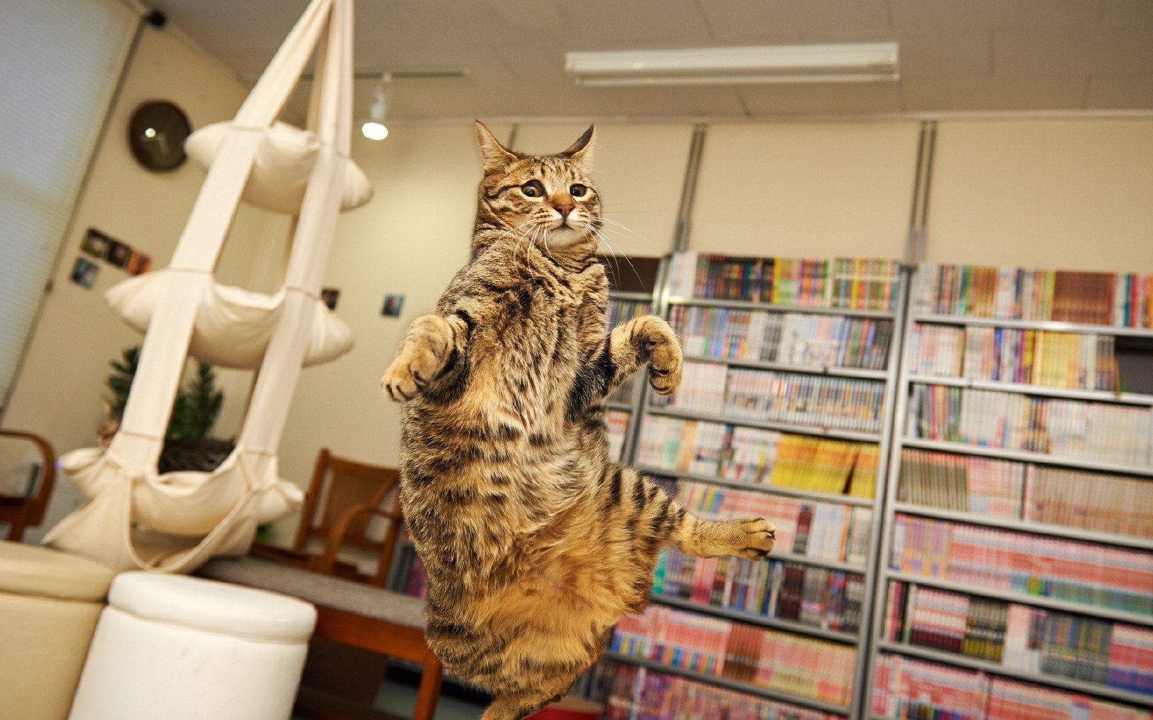 chats étagère chat à l intérieur bibliothèque portrait pet stock chambre meubles chaton famille