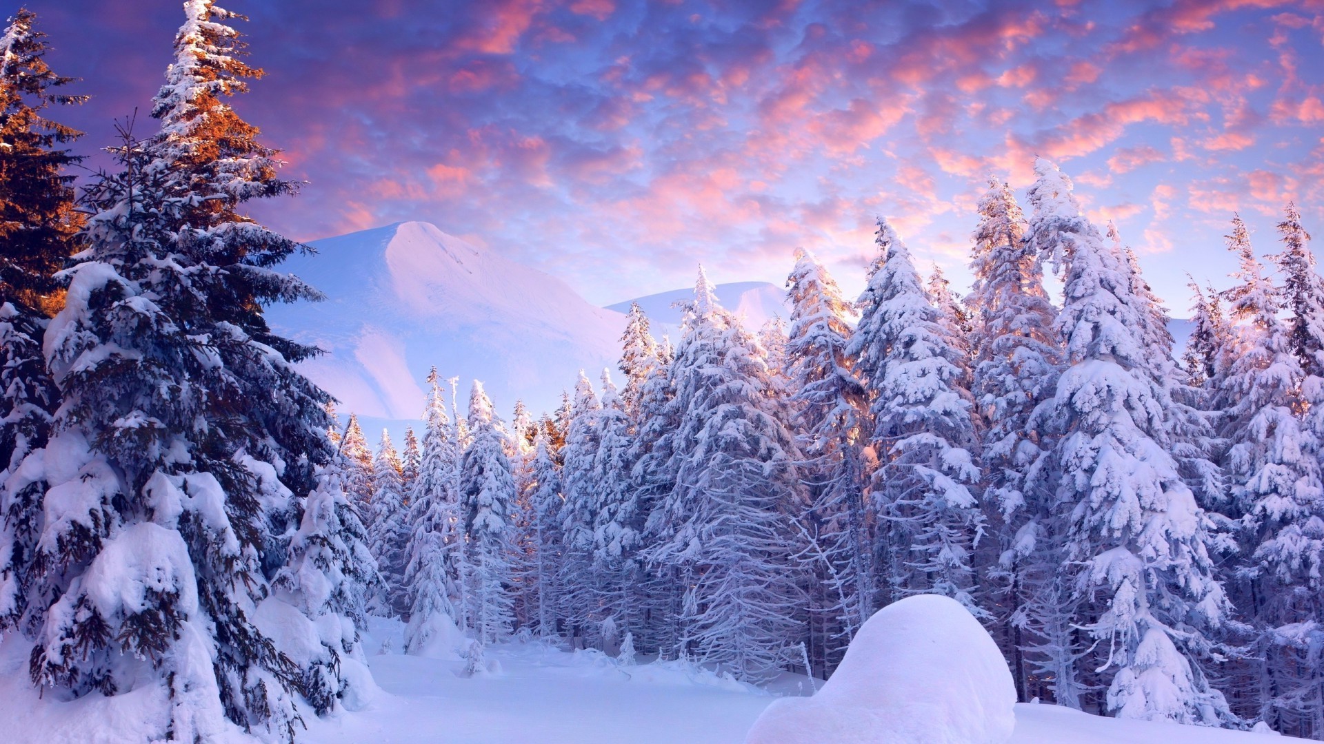 hiver neige froid gel bois saison sapin frozen scenic montagnes evergreen arbre sapin paysage pin glace neigeux noël météo conifères