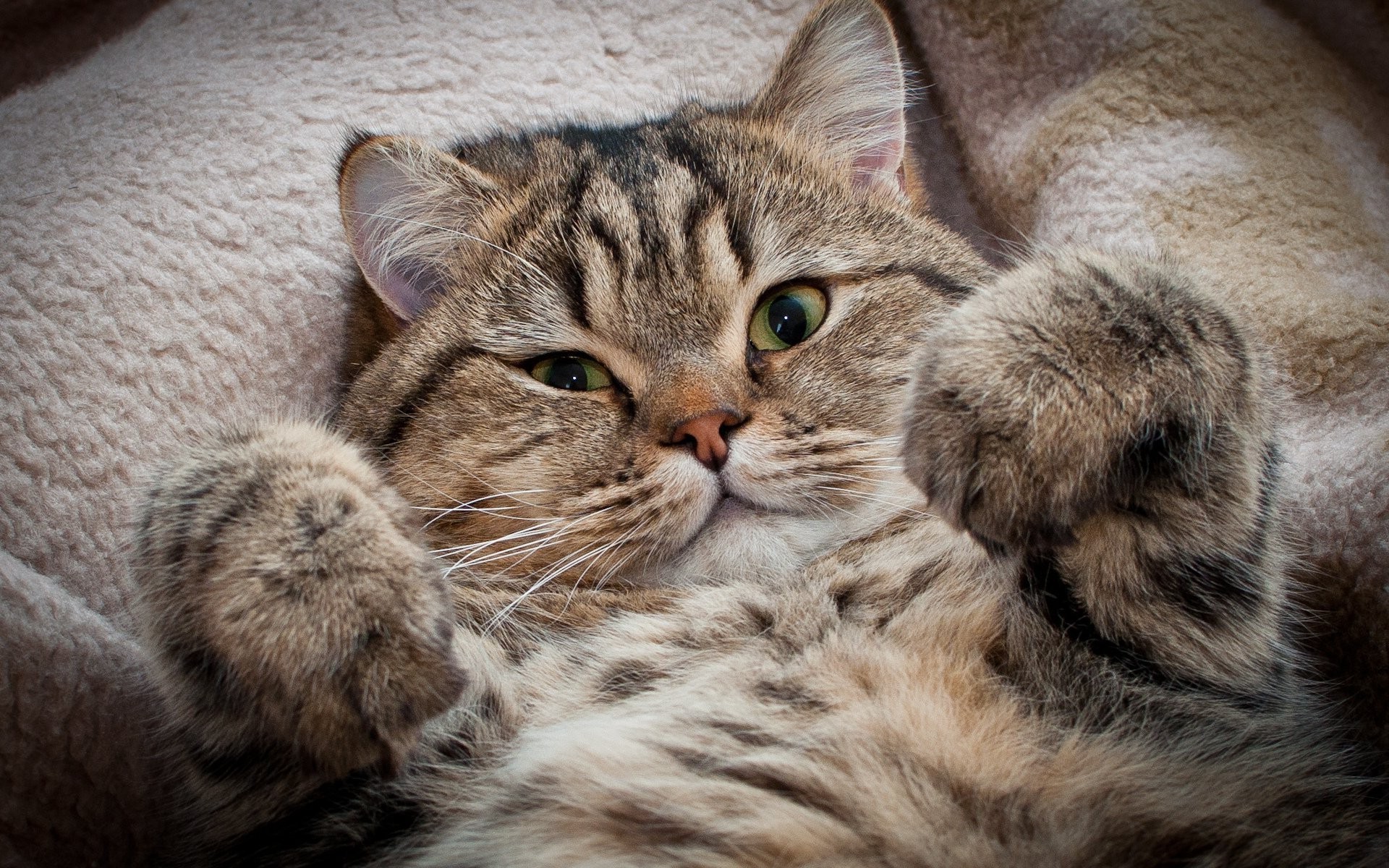 gatos gato animal fofa animal de estimação mamífero retrato pele doméstico gatinho pequeno