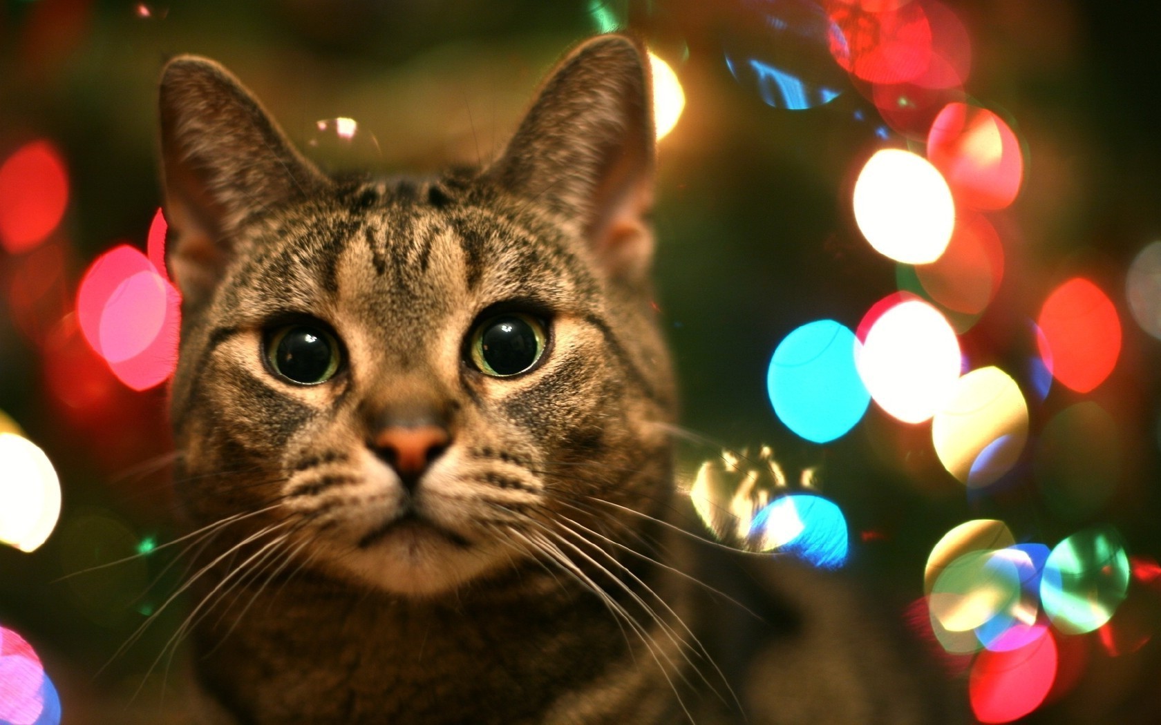 kediler noel