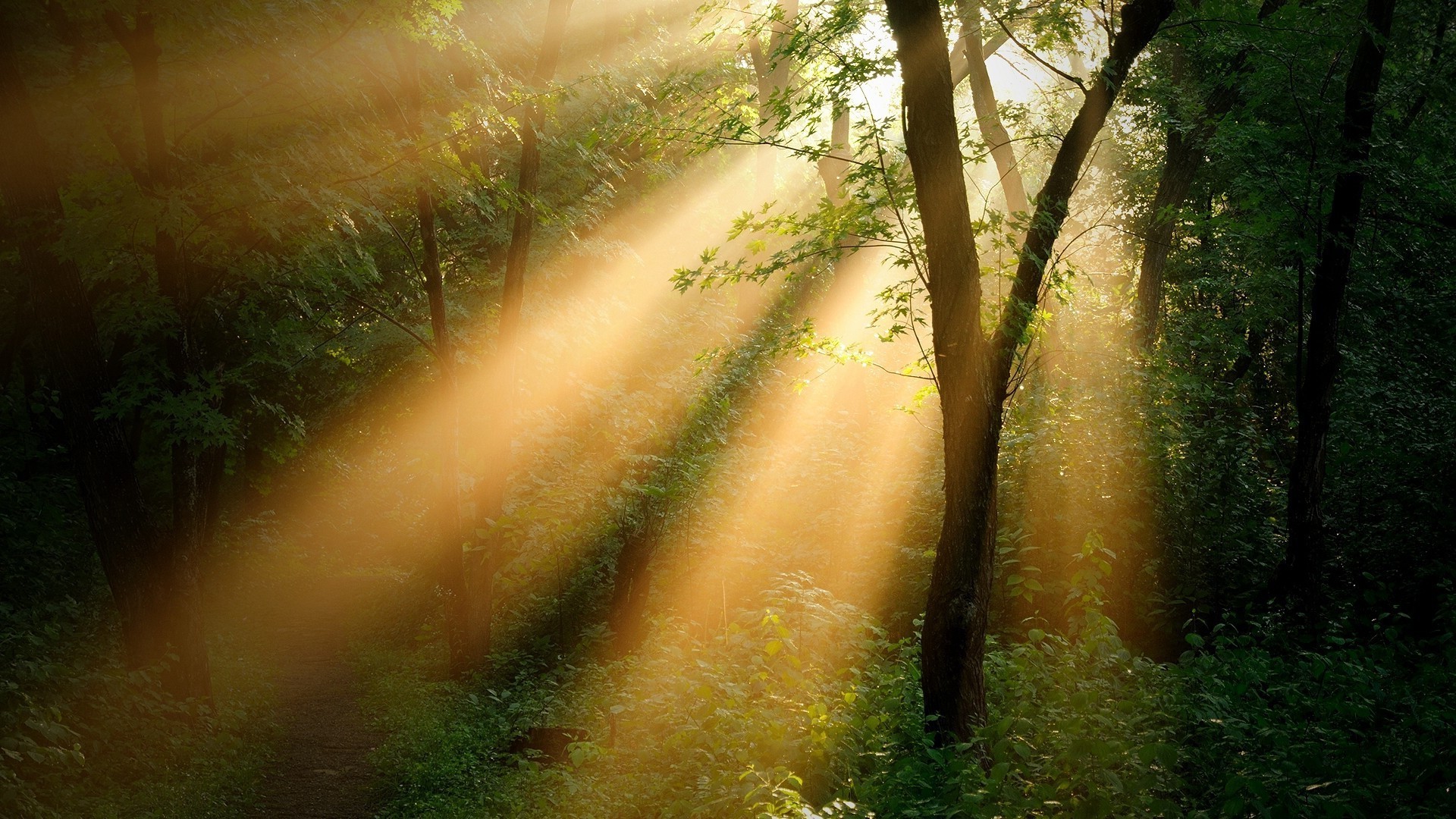 sonnenuntergang und dämmerung holz natur dämmerung nebel herbst nebel blatt baum landschaft licht sonne im freien moos