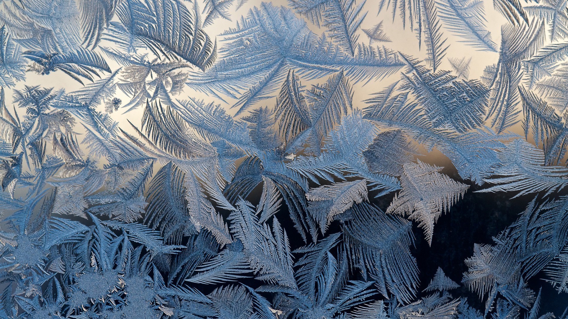 glass frost desktop pattern snow abstract art winter texture ice tree nature illustration cold frozen