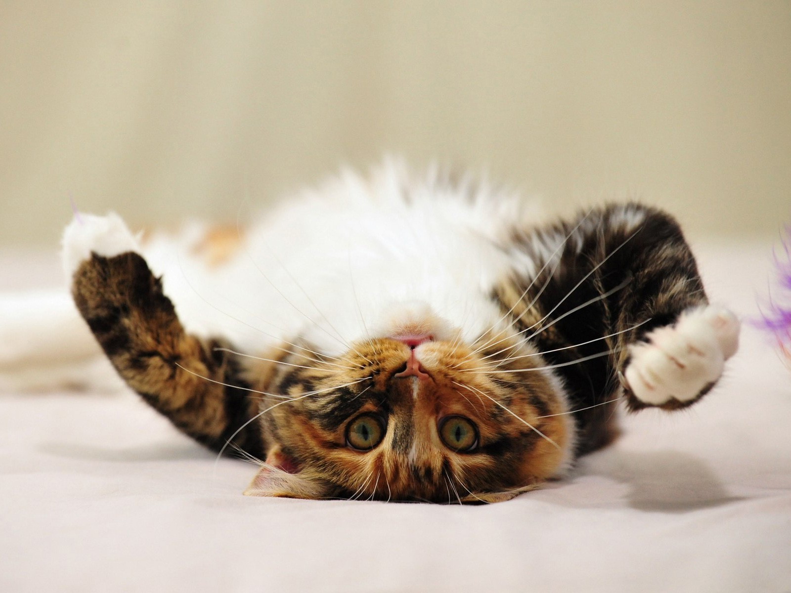 katze katze kätzchen haustier niedlich porträt säugetier tier kind schlafen flaumig inländische ein fell auge wenig anzeigen