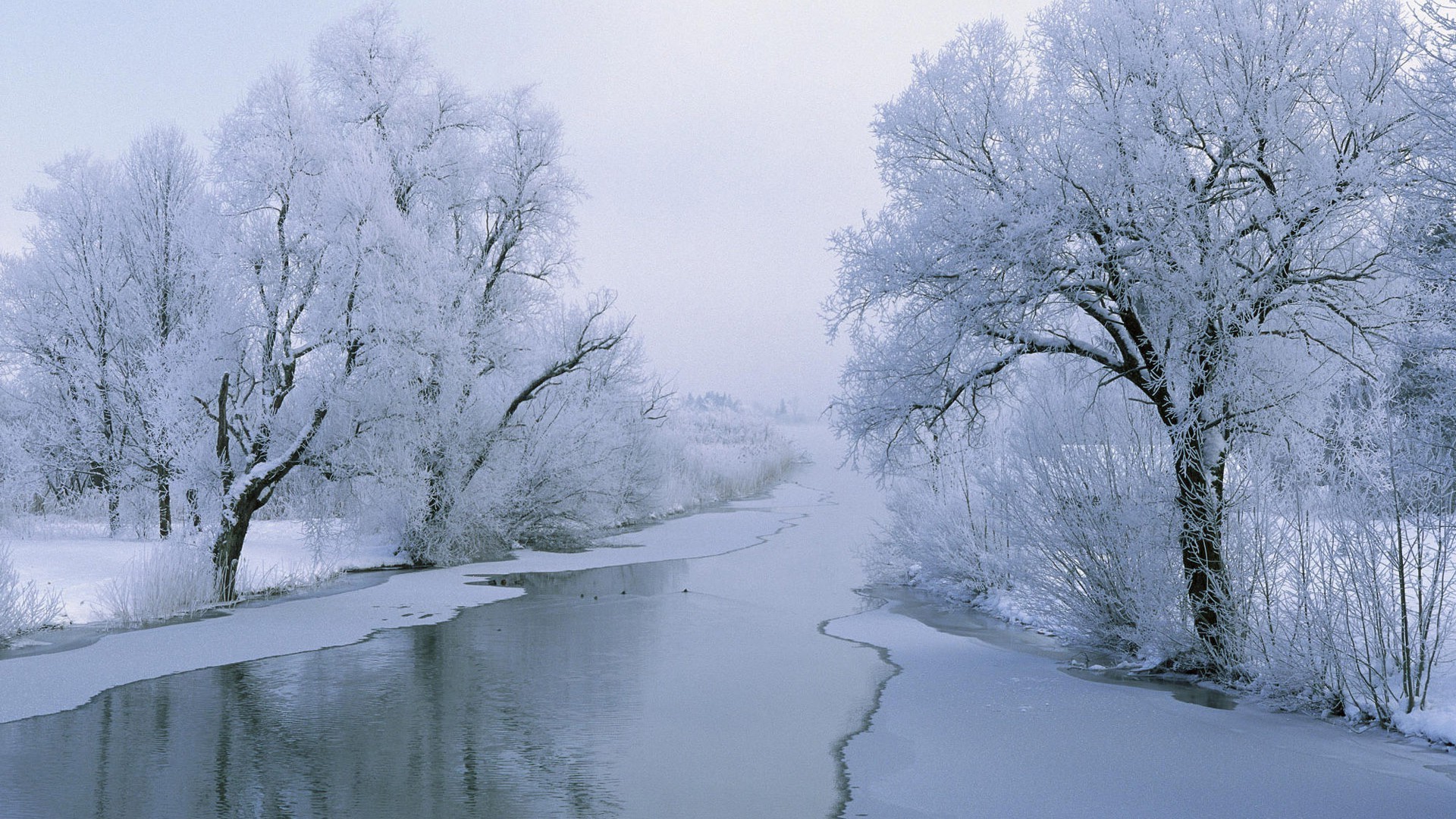 hiver neige froid gel congelé météo paysage glace bois bois saison brouillard givré nature scénique blizzard neige-blanc glace branche
