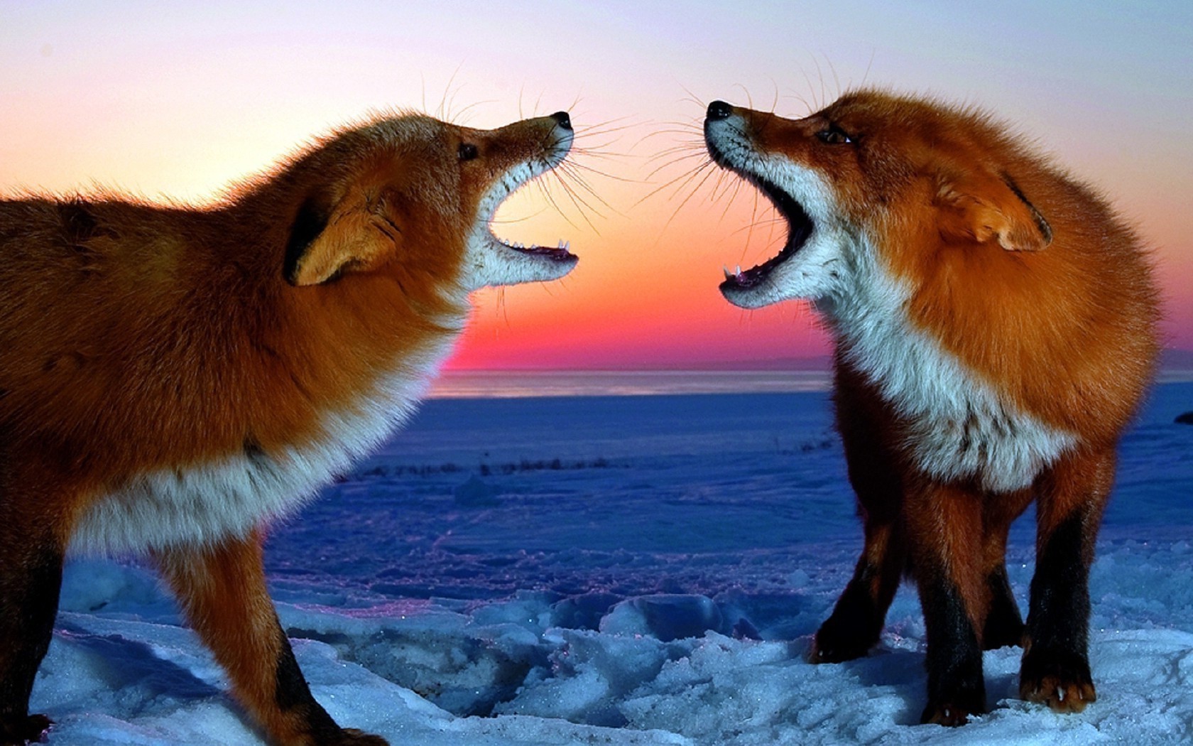 renard mammifère la faune fourrure animal cynologue prédateur unique neige à l extérieur sauvage hiver