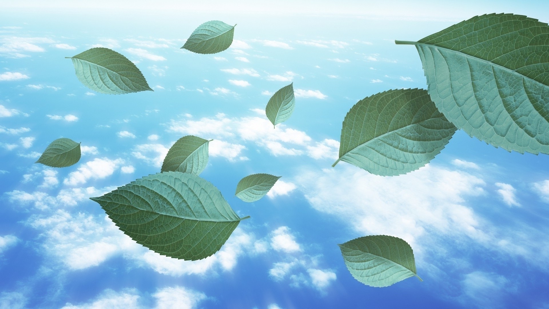 景观 叶 自然 树 植物 天空 生长 户外 夏天