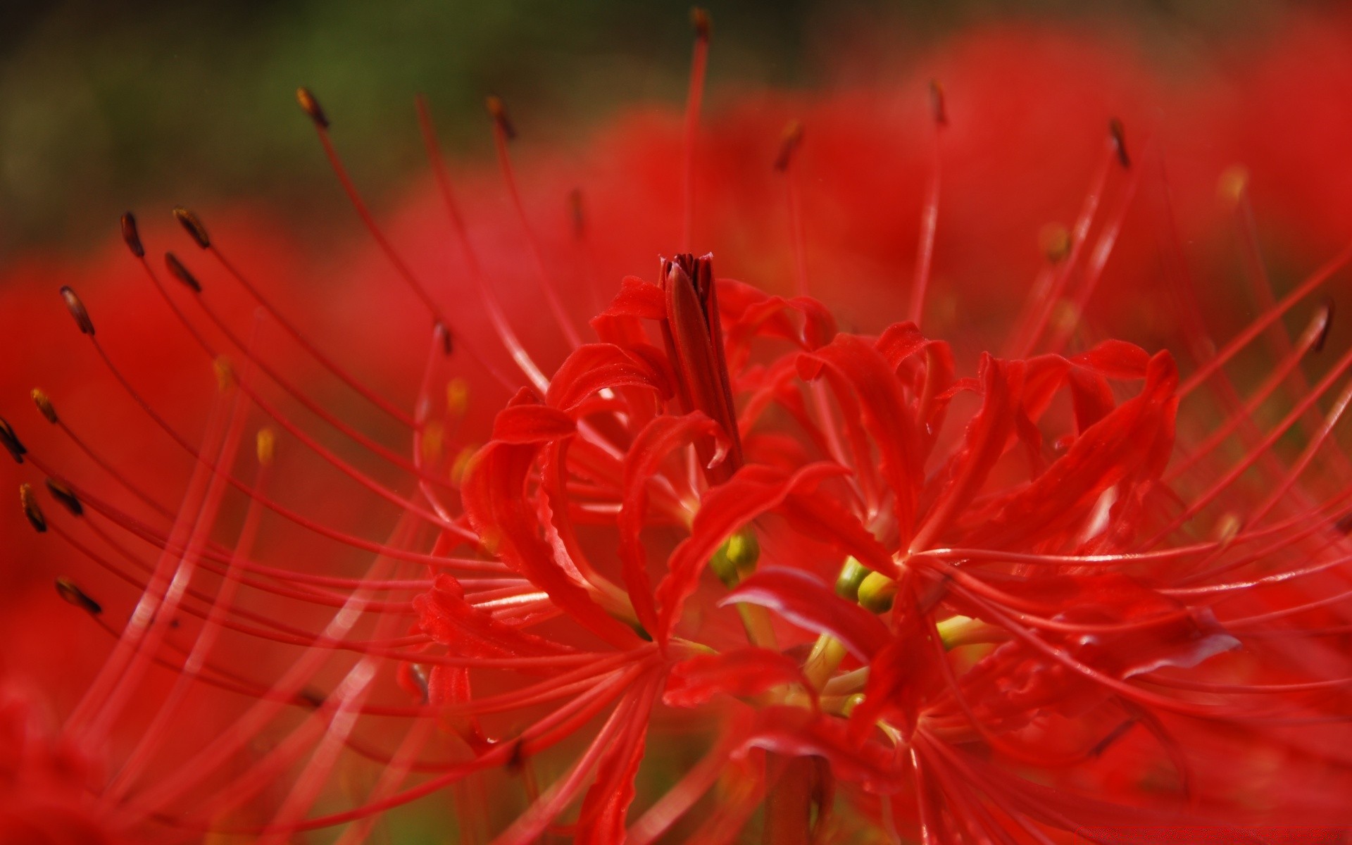 微距摄影 花卉 自然 植物群 颜色 特写 桌面 花园 美丽 明亮 盛开 花卉 夏天 叶