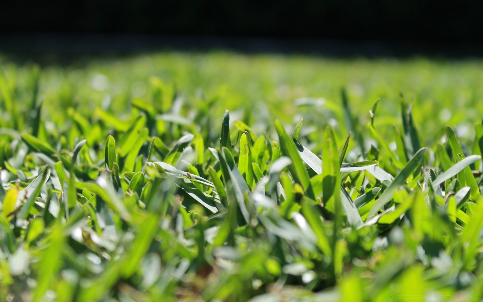 makro gras flora feld blatt garten rasen heuhaufen wachstum hof natur sommer umwelt boden üppig bauernhof saison rasen frische klinge des ländlichen