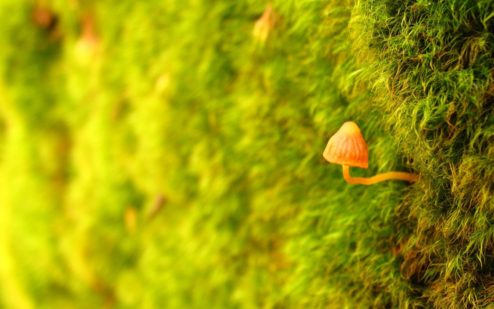 macro fotografia natura foglia di legno estate flora crescita erba desktop all aperto giardino stagione luminoso close-up fiore colore autunno ambiente