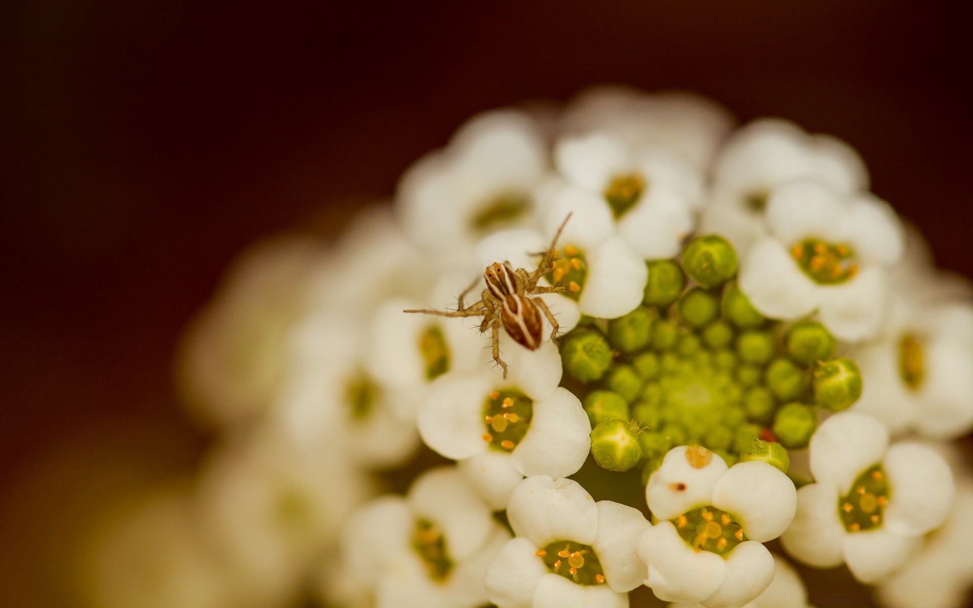 macro flor natureza decoração cor flora ainda vida borrão folha bela casamento desktop jardim floral close-up verão
