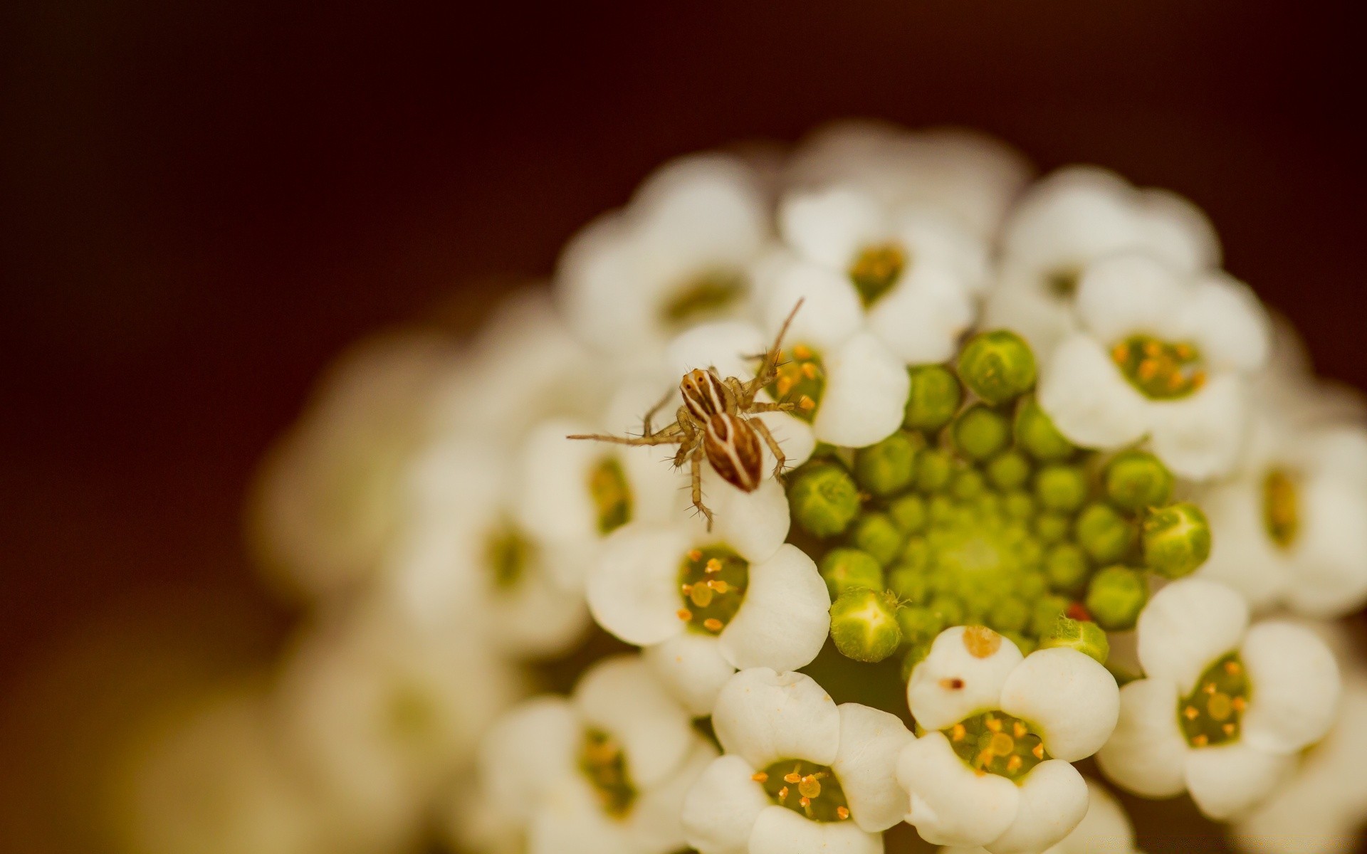 makro fotoğrafçılığı çiçek doğa dekorasyon renk flora natürmort bulanıklık yaprak güzel düğün masaüstü bahçe çiçek yakın çekim yaz