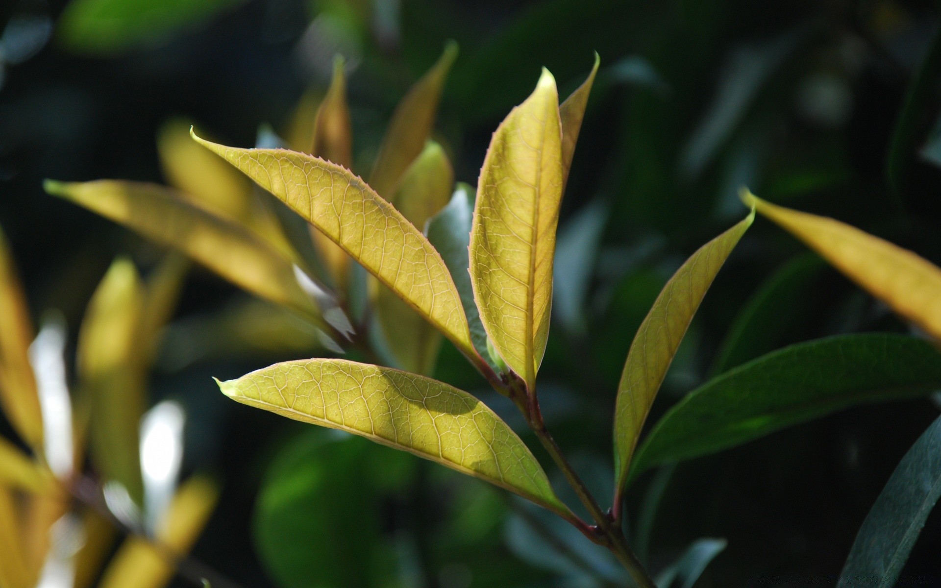 makro fotoğrafçılığı yaprak doğa flora büyüme açık havada yaz ağaç yemyeşil bahçe tropikal sağlık