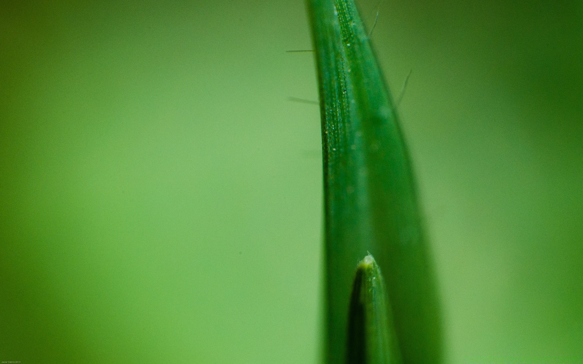 macro hoja rocío naturaleza lluvia caída crecimiento flora jardín insecto verano