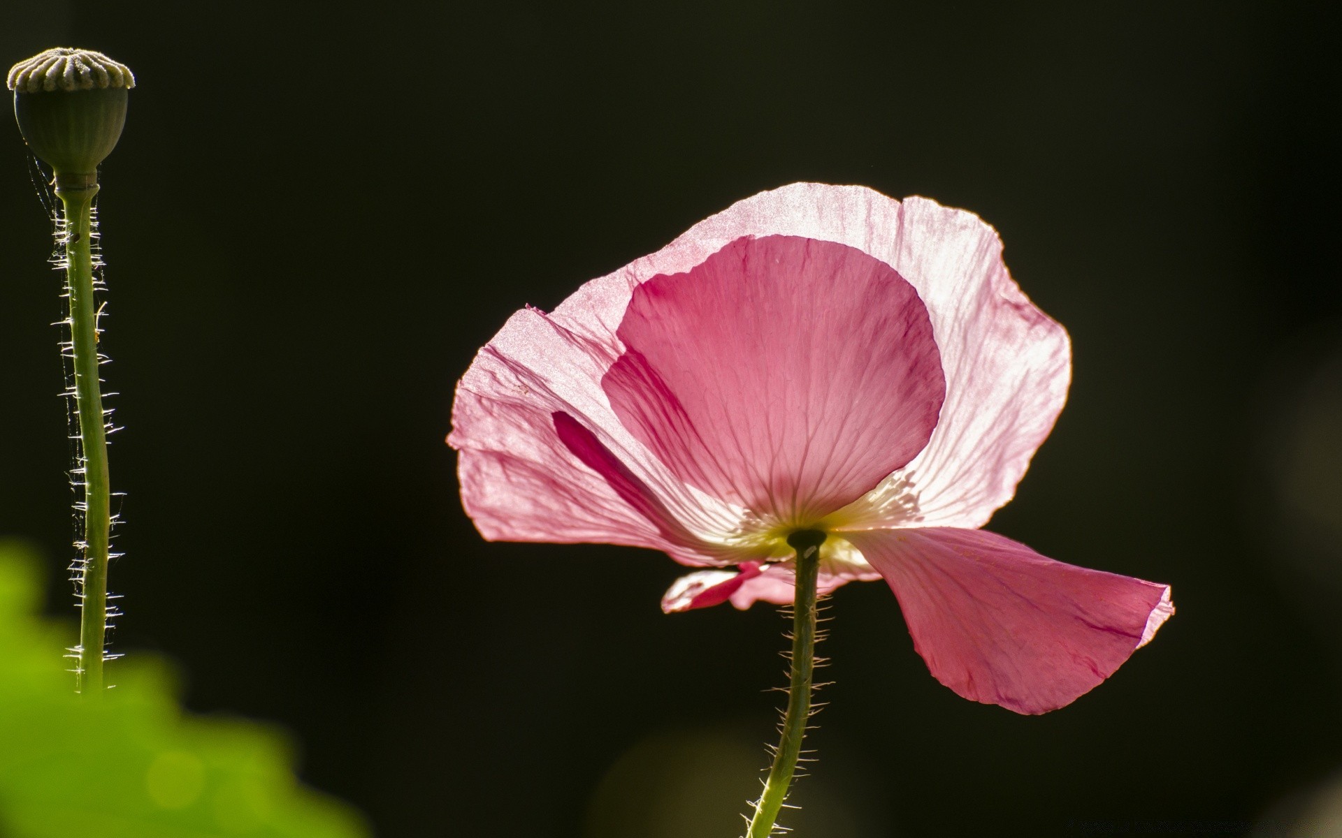 macro nature flower flora leaf outdoors blooming garden summer poppy petal close-up delicate floral