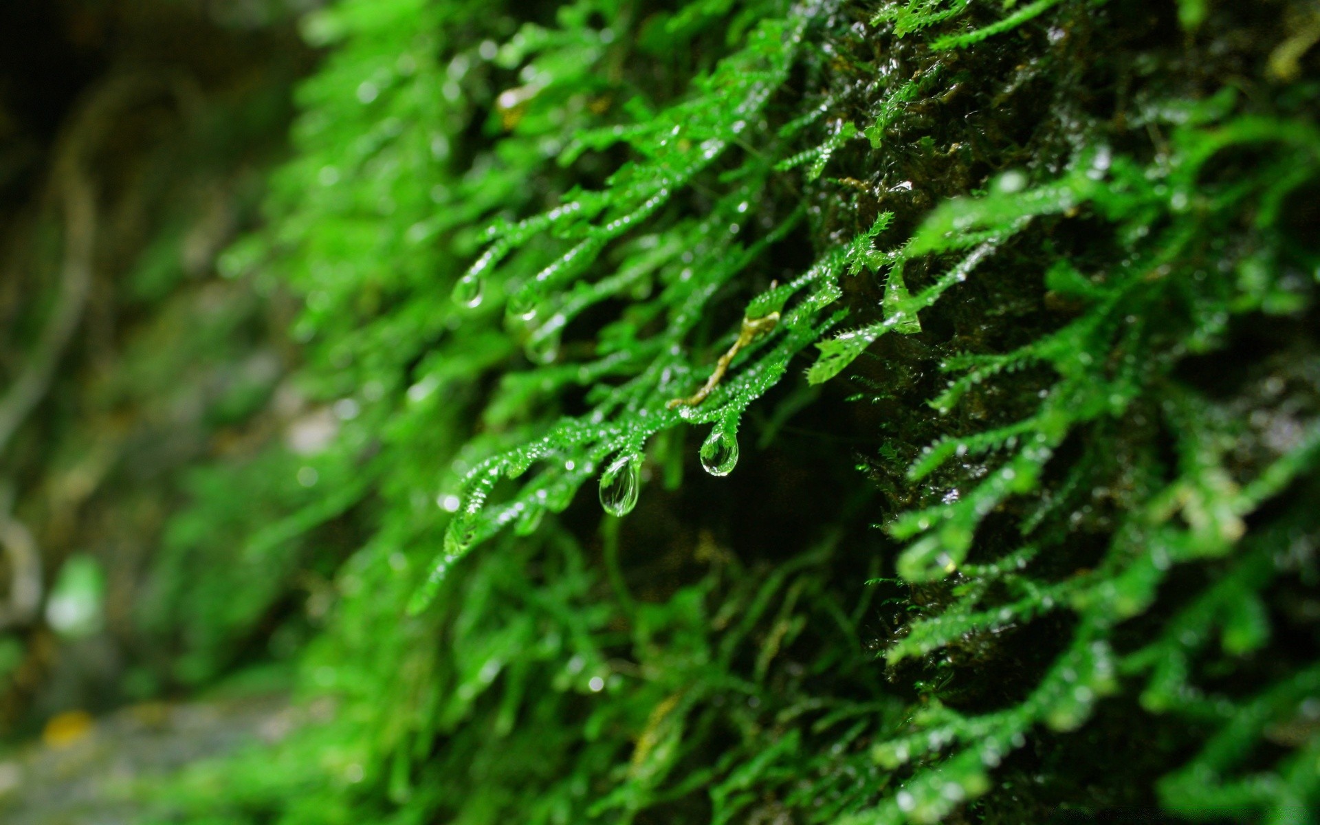 macro leaf nature flora moss fern growth environment rain outdoors desktop freshness close-up texture summer wet lush wood tree close