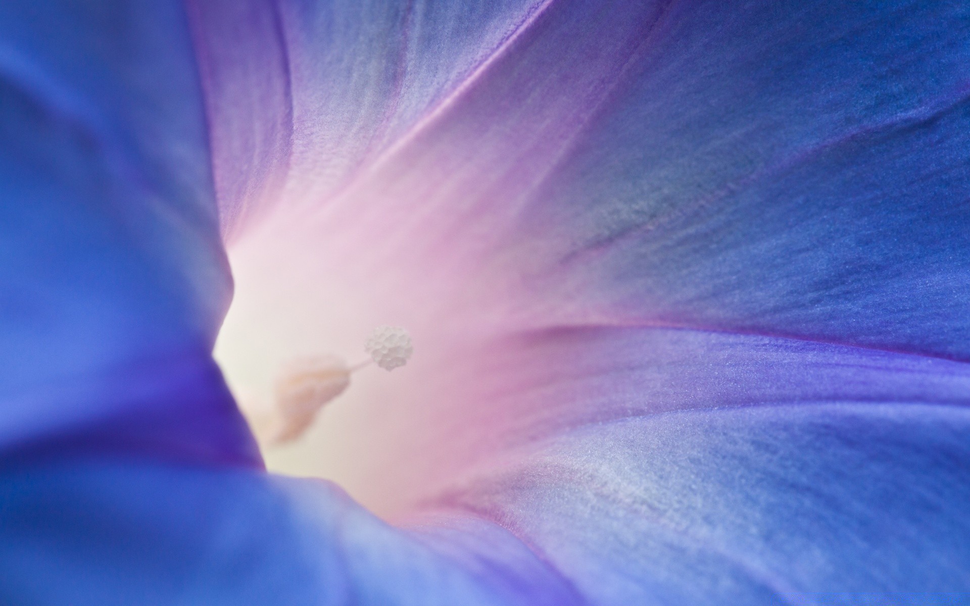 macro flor naturaleza color abstracto brillante verano flora desenfoque pétalo arte delicado hoja violeta