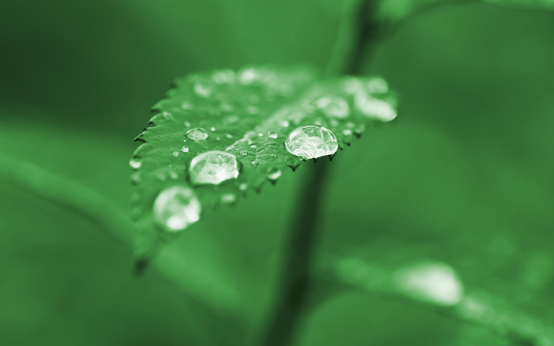 微距摄影 露水 雨 秋天 叶 滴 湿 植物 纯度 滴 水 生长 自然 环境 新鲜 花园 露水 液体 草