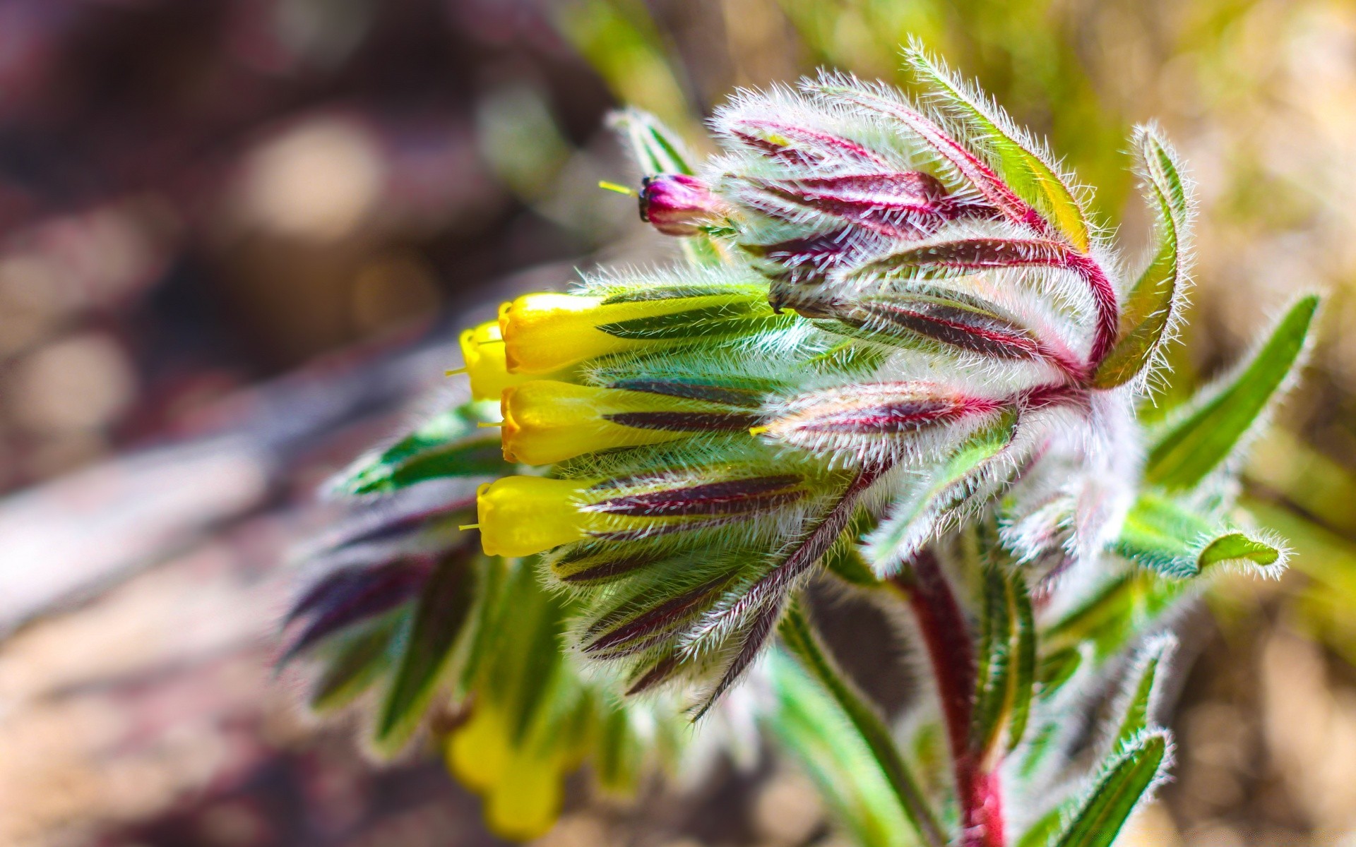 makroaufnahme natur flora blume schließen farbe blatt saison sommer garten blumen wild dekoration im freien hell