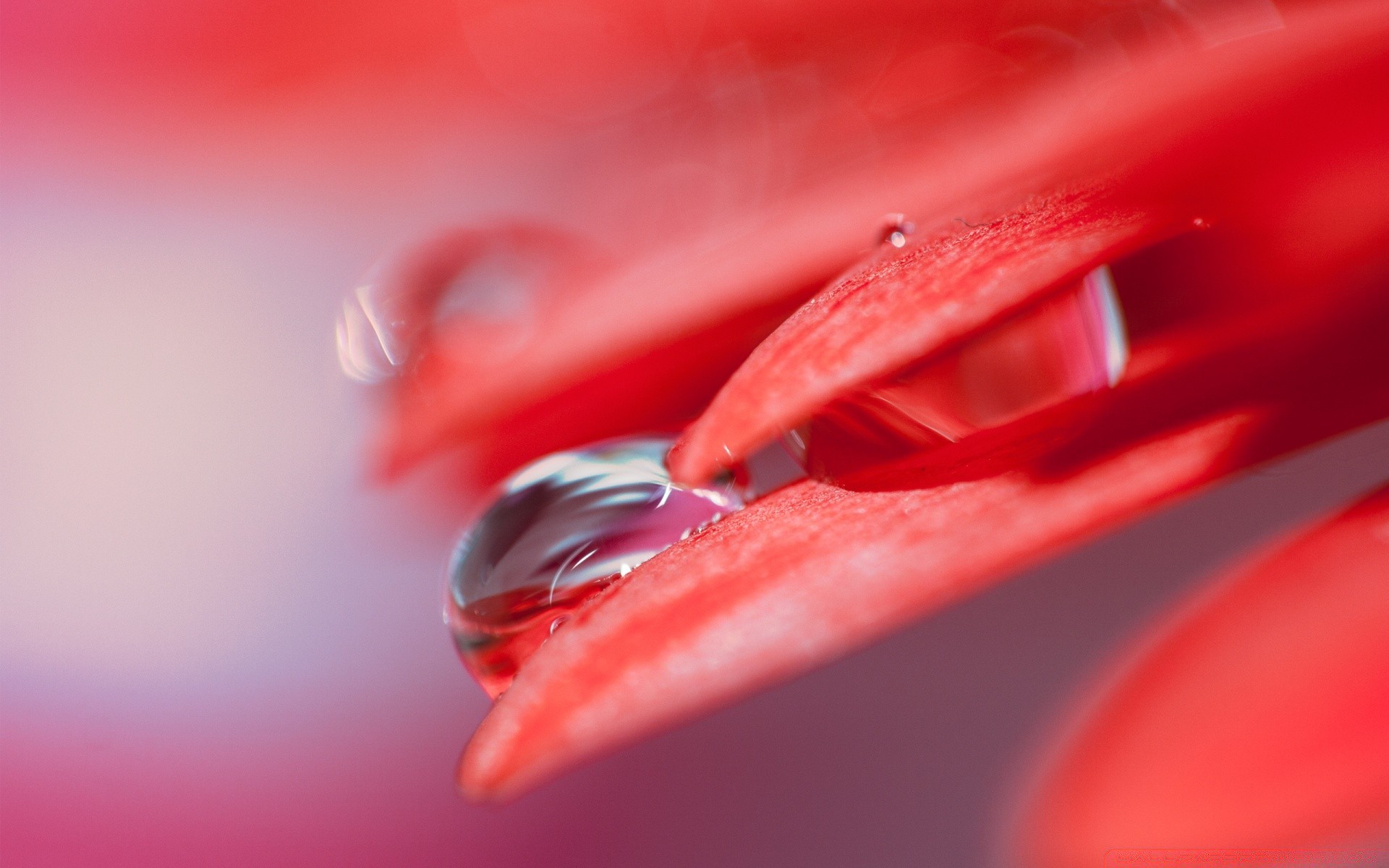 macro queda cor close-up afiado arte ainda vida flor brilhante desktop amor