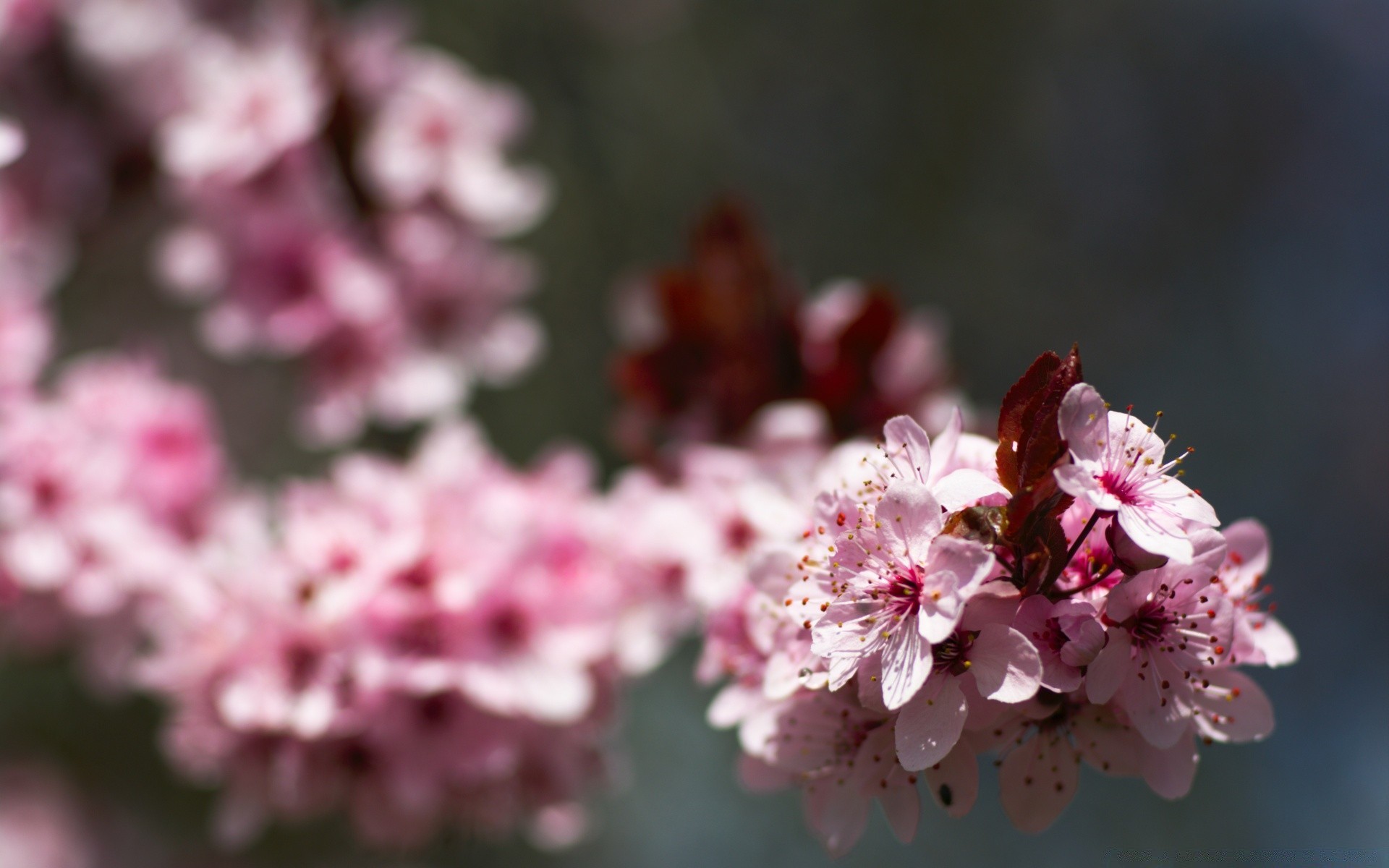 macro fleur flore nature cerise bluming jardin pétale branche saison arbre feuille croissance floral gros plan à l extérieur été copain printemps lumineux