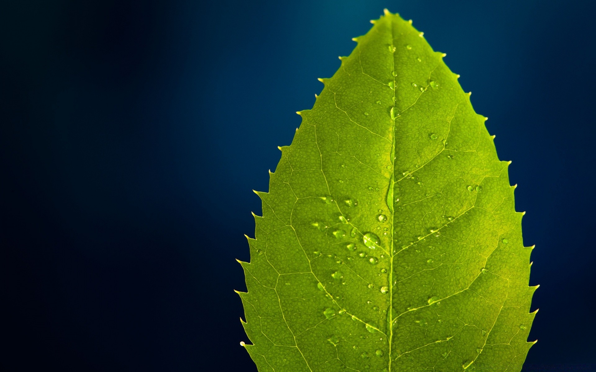 macro leaf nature flora growth