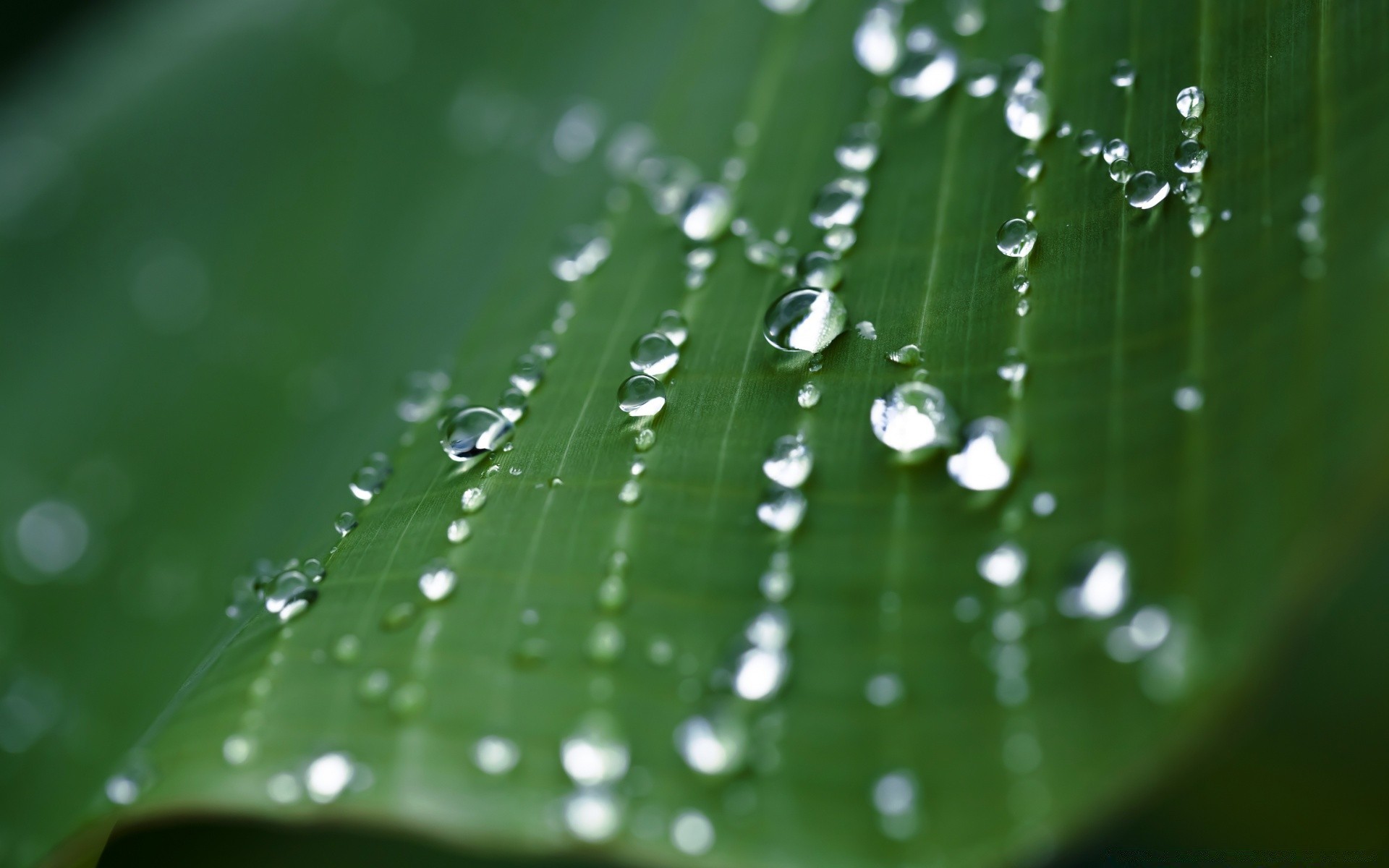 makro tau tropfen regen tropfen nass spinne wassertropfen wassertropfen spinnennetz blatt sauberkeit taufrisch tropfen flora garten natur flüssigkeit spinnennetz