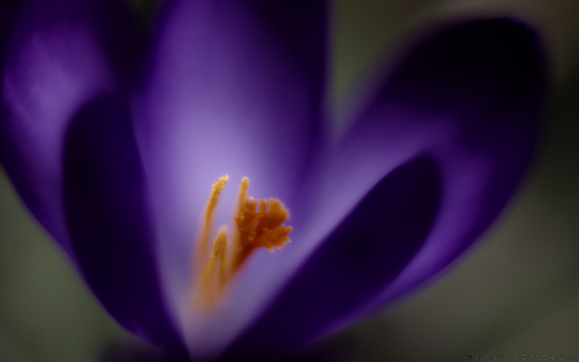 macro flower blur nature flora delicate leaf color bright garden petal summer beautiful growth crocus blooming pollen