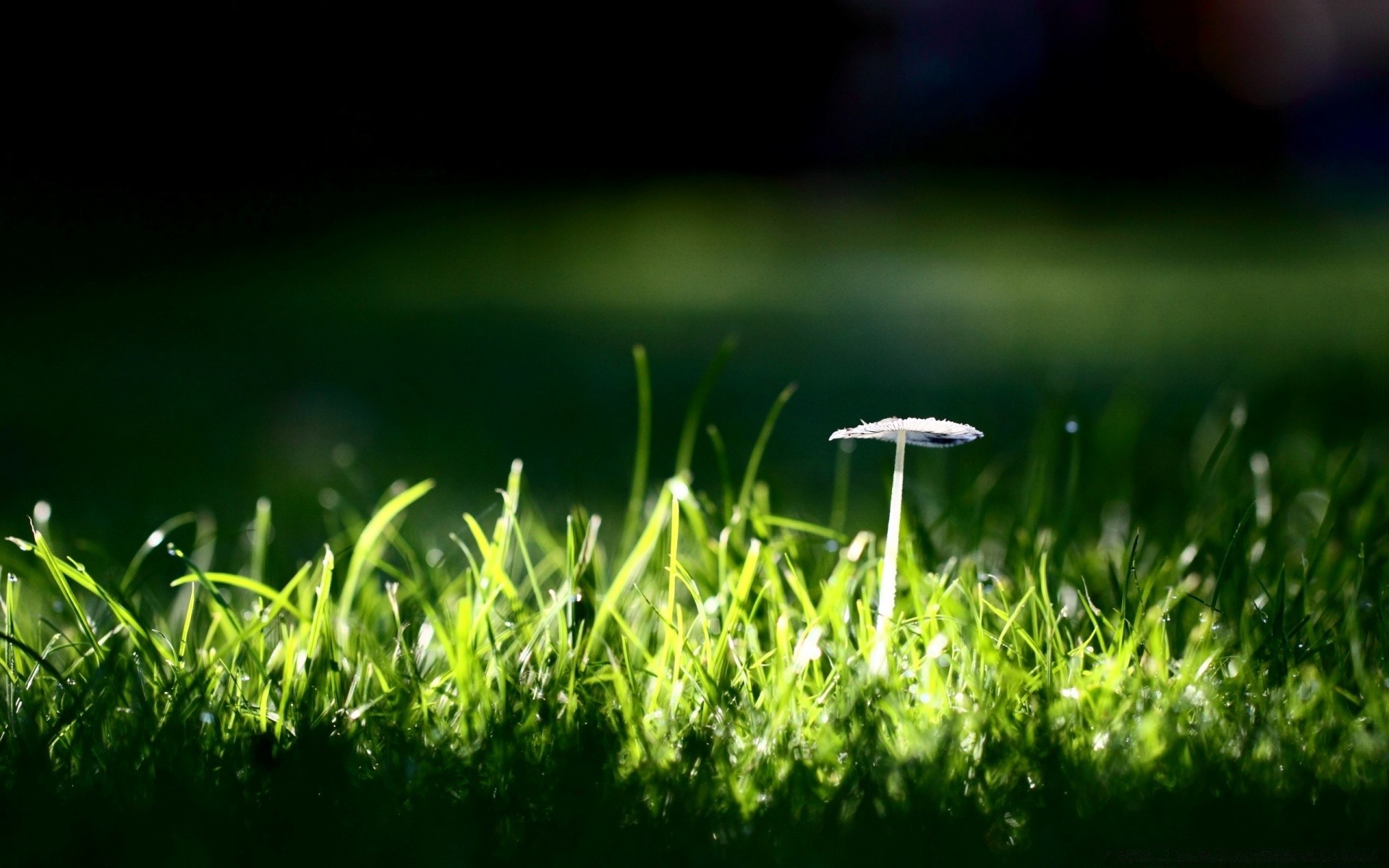 macro erba prato crescita foglia natura giardino flora estate fieno campo golf sole lussureggiante lama rugiada alba sfocatura